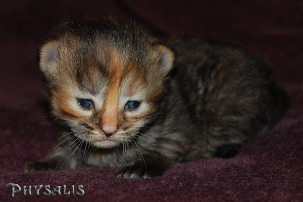 Physalis 2 Wochen.jpg